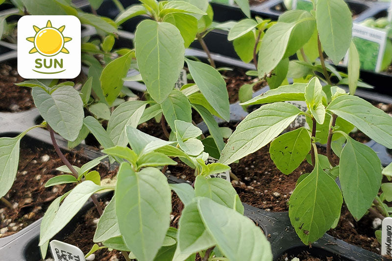 multicolumns-item-image-4