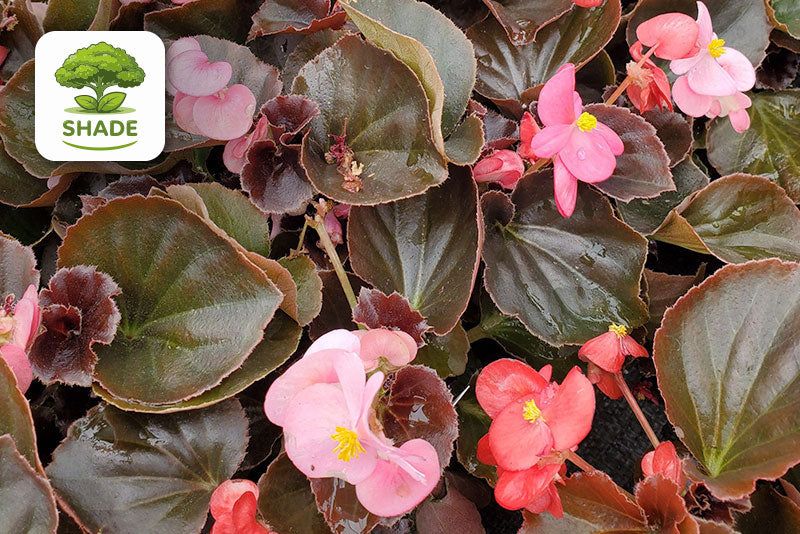 multicolumns-item-image-3
