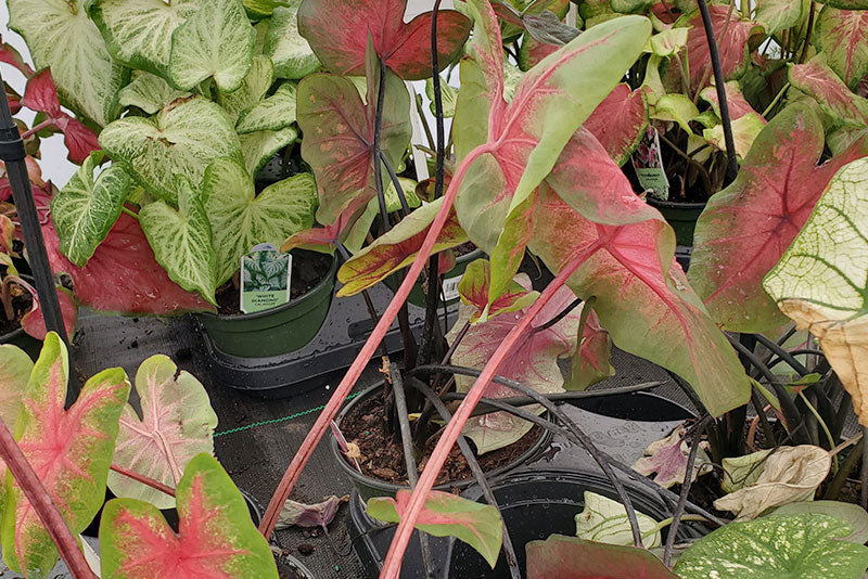 multicolumns-item-image-3