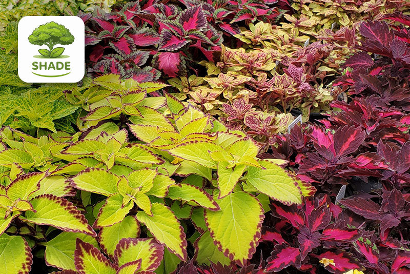 multicolumns-item-image-9