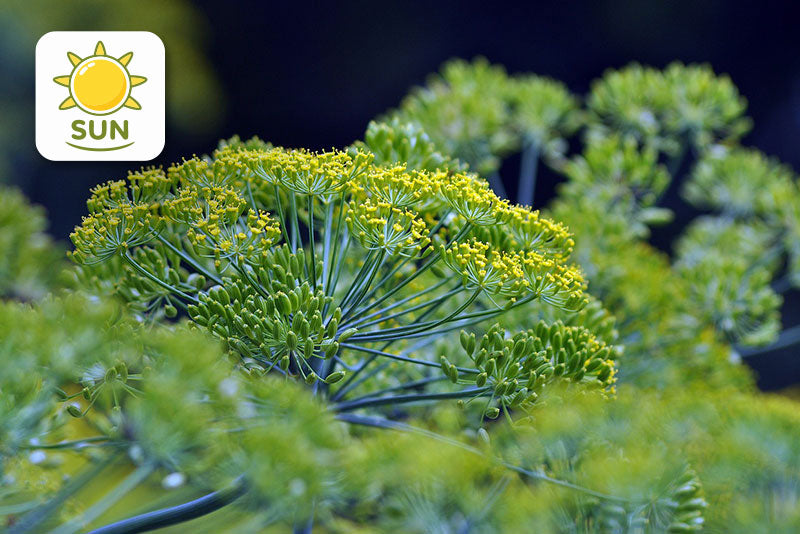 multicolumns-item-image-11