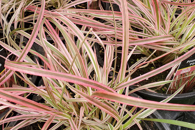 multicolumns-item-image-7