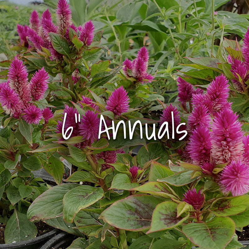 multicolumns-item-image-3
