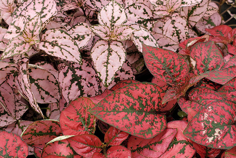 multicolumns-item-image-16