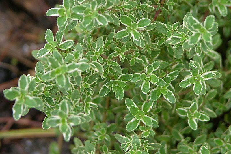 multicolumns-item-image-16