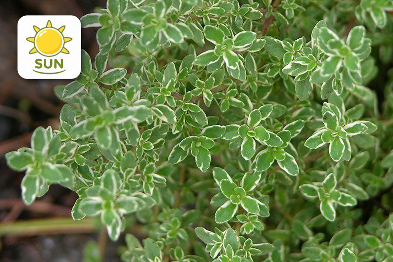 multicolumns-item-image-16