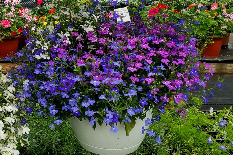 multicolumns-item-image-20