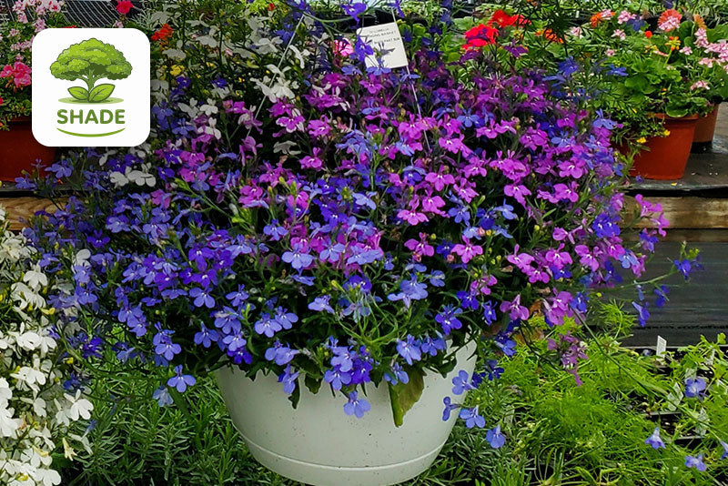multicolumns-item-image-20