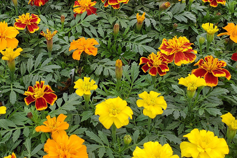 multicolumns-item-image-19