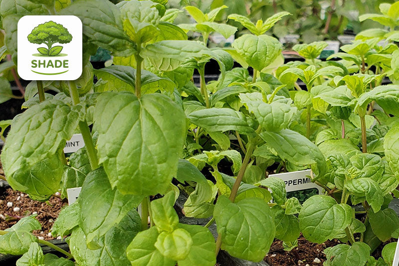 multicolumns-item-image-21