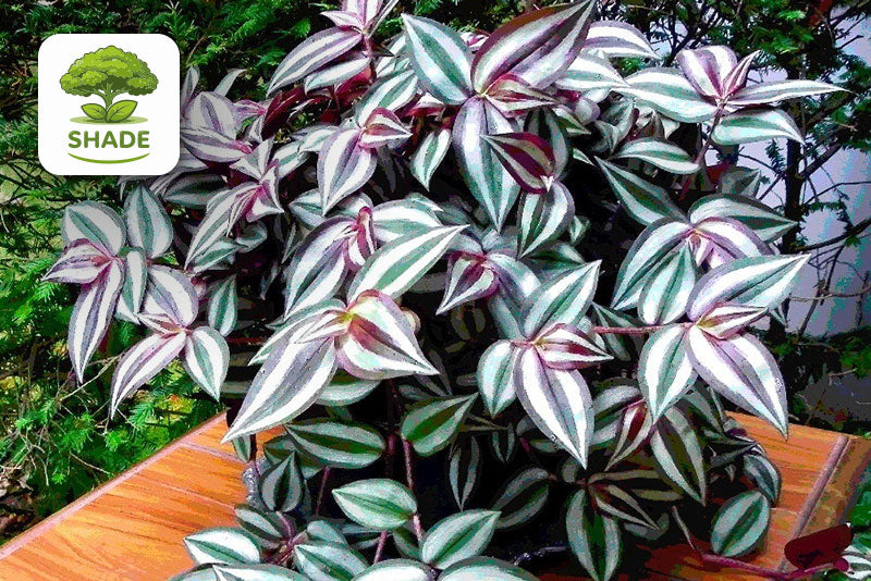 multicolumns-item-image-24