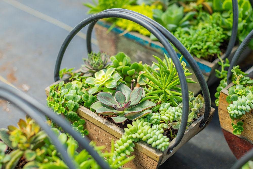 Specialty Items – KayDee's Gardens