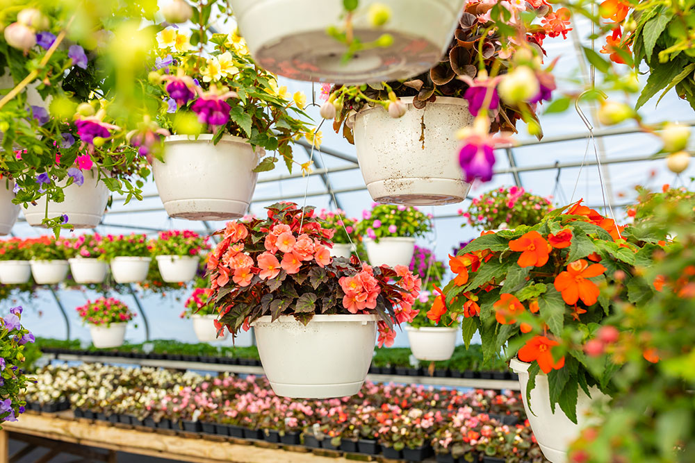 Hanging Baskets – KayDee's Gardens