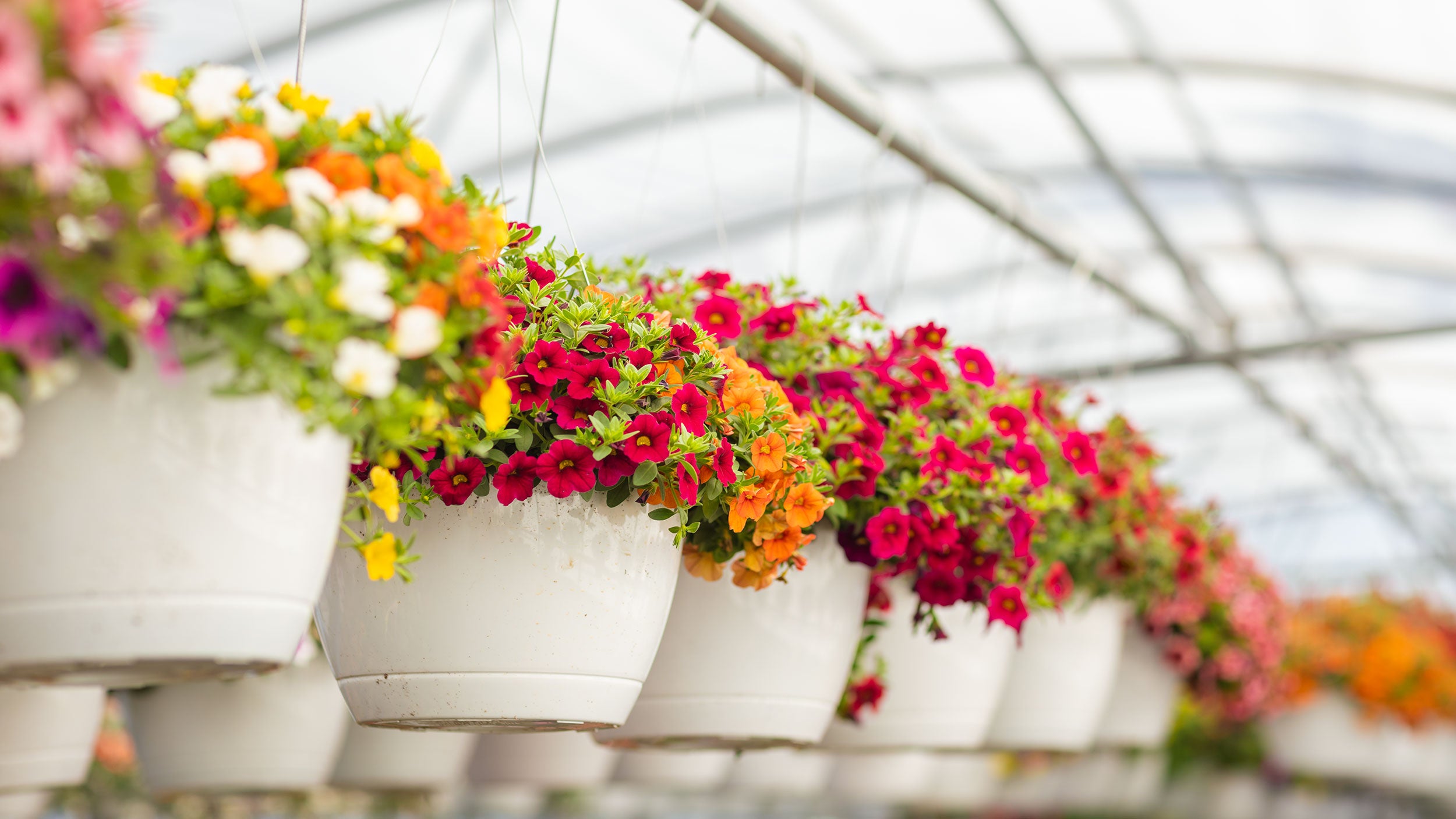 Hanging Baskets – KayDee's Gardens