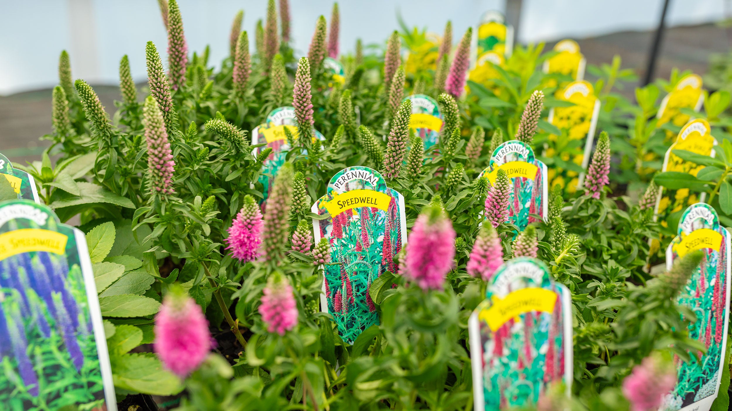 Perennials – KayDee's Gardens